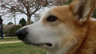 わんにゃー日記